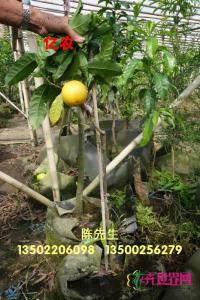 黄晶果苗