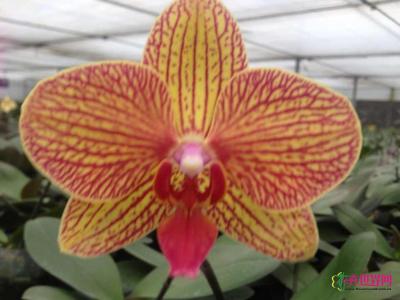 蝴蝶兰(黄金甲)