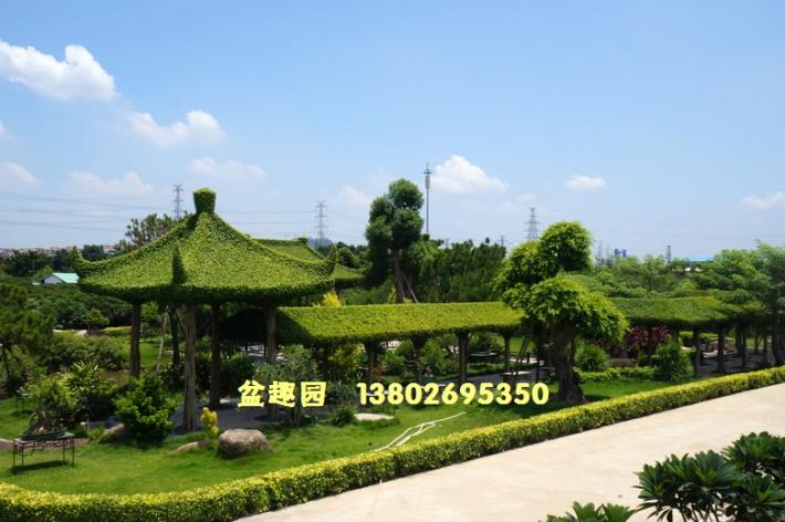 榕树亭绿化景观效果