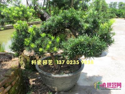 台湾罗汉松