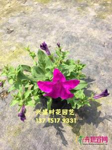 矮牵牛