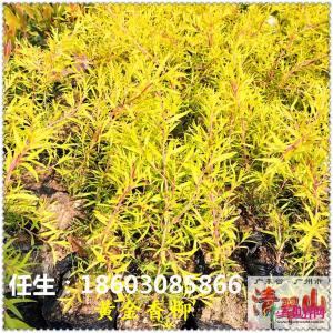 黄金香柳