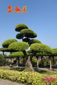 造型细叶榕