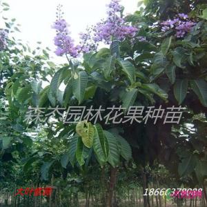 大叶紫薇