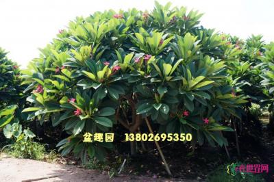鸡蛋花