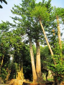 毒箭树（见血封喉）