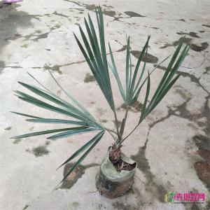 霸王棕