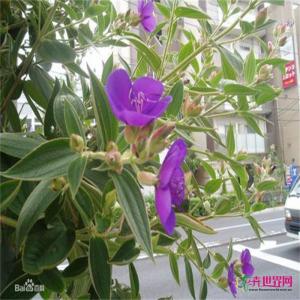 角茎野牡丹