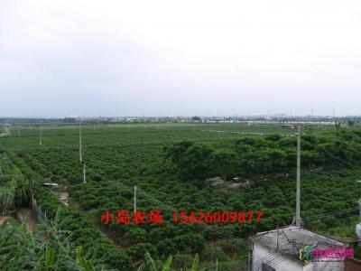 红花鸡蛋花