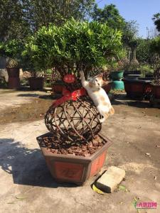 罗汉松花瓶