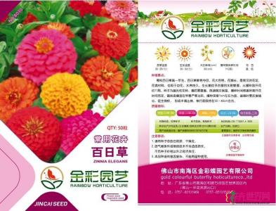 百日草