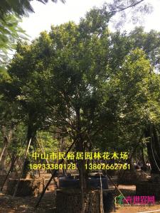 和顺树