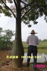 大腹木棉
