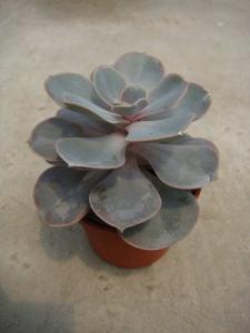 其它观叶植物