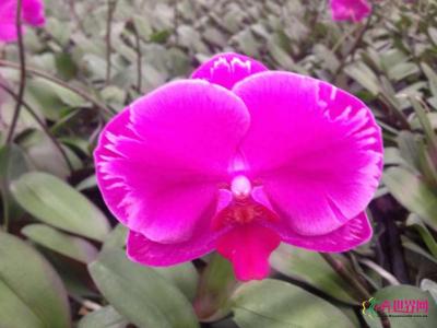 蝴蝶兰（光芒四射）