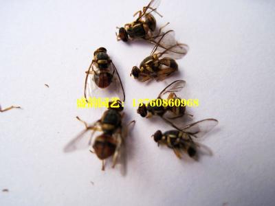 诱捕的桔小实蝇