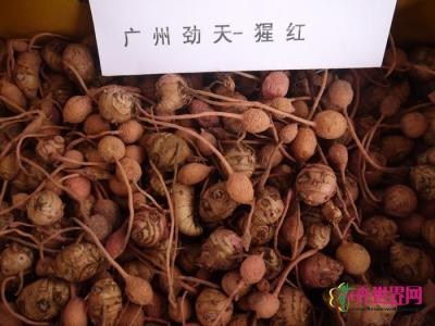 姜荷花种子