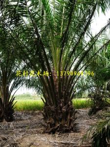 油棕