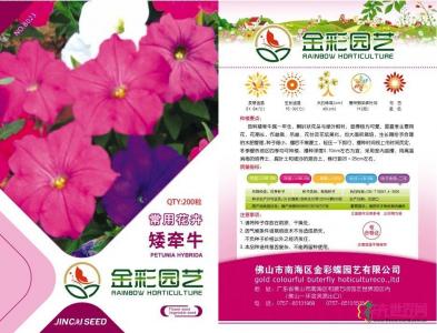 矮牵牛