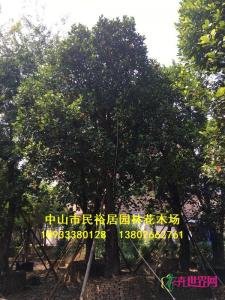 大树菠萝