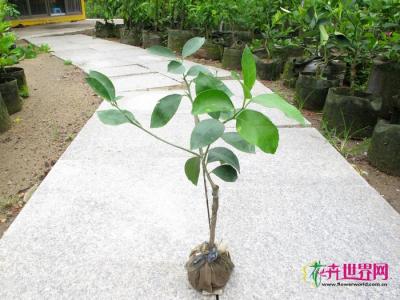 黄金柠檬