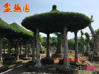 榕树圆亭