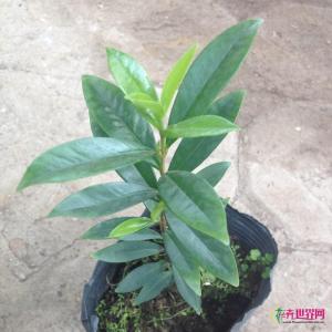 大果巴西甜樱桃