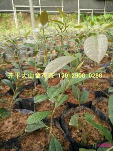 金花茶苗