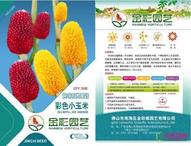 彩色小玉米