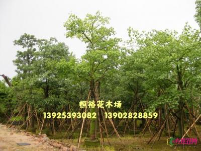 美丽异木棉 美人树