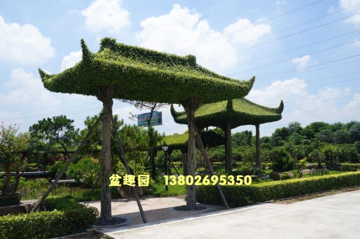 榕树亭绿化景观效果