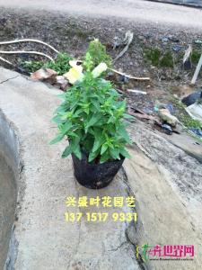 金鱼草