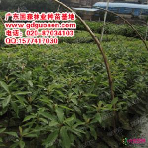 金丝楠