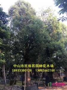 樟树