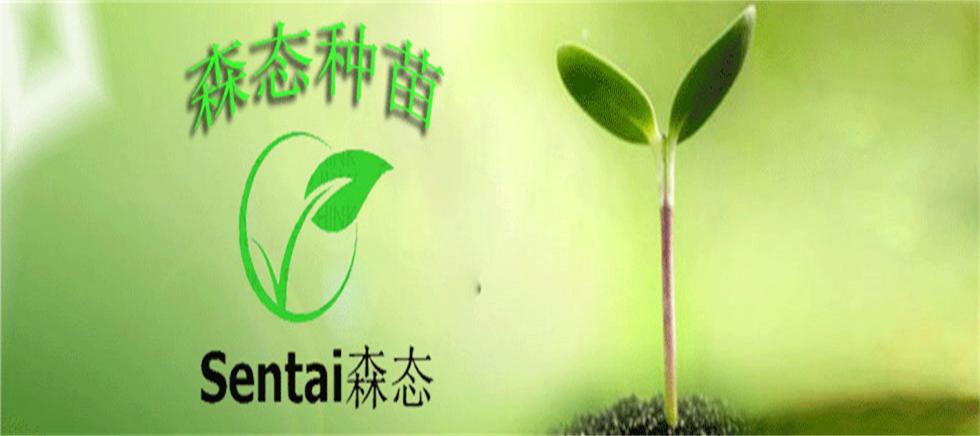 标题广告