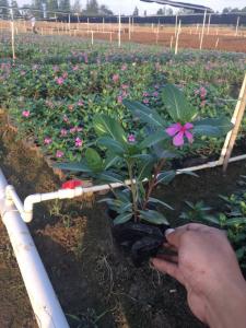 长春花