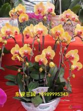 蝴蝶兰组合盆栽