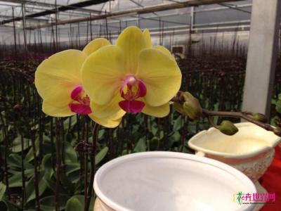 蝴蝶兰(帝皇)