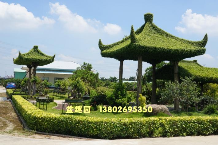 榕树亭绿化景观效果