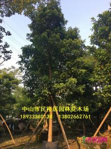 秋枫