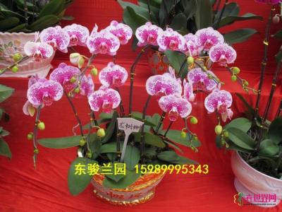 蝴蝶兰