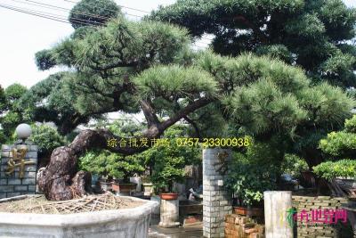 黑松