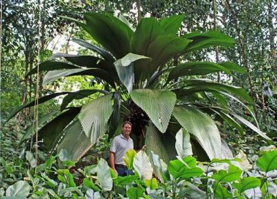 菱葉棕_鑽石椰子