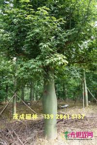 大腹木棉