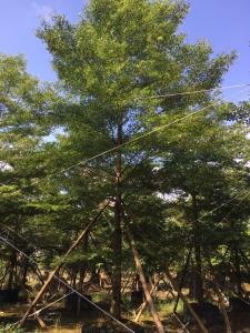 小叶榄仁