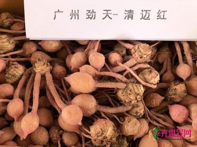 姜荷花种子
