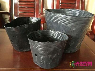 营养杯8*12