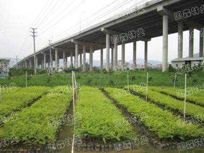 山扁豆