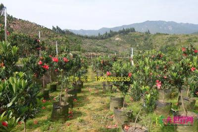 四季红山茶
