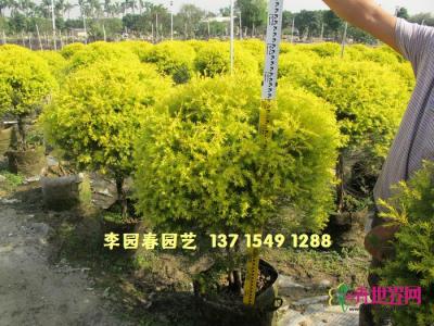 黄金香柳